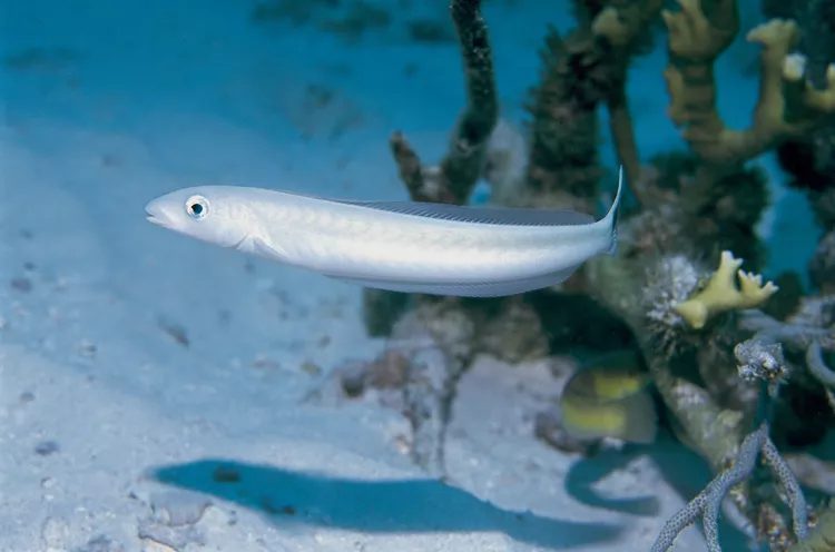 Le tilefish contient des niveaux élevés de mercure.