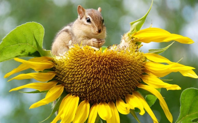 Tamias Spring Les Tamias Mangent-ils Des Plantes ? Comprendre Les Petits Visiteurs De ...
