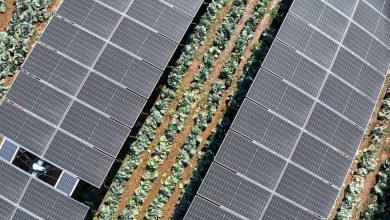 Les navets cultivés sous panneaux solaires augmentent la productivité et pourraient apporter près de 36 milliards de dollars de bénéfices économiques
