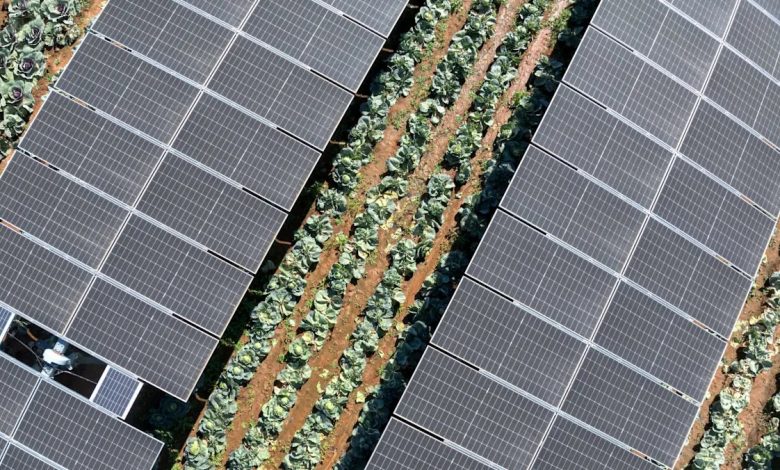 Les navets cultivés sous panneaux solaires augmentent la productivité et pourraient apporter près de 36 milliards de dollars de bénéfices économiques
