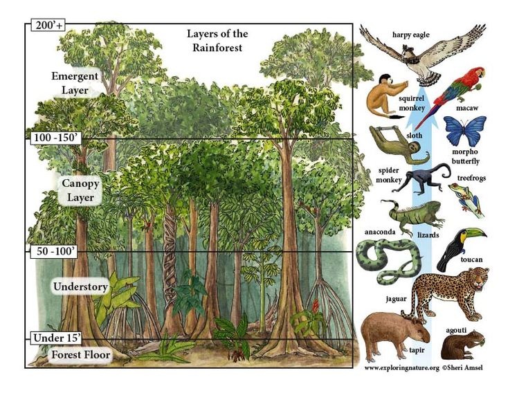 Illustration des différentes couches de la forêt tropicale humide montrant la strate émergente, la canopée, le sous-bois et le sol forestier, avec la végétation dense, les arbres géants et les animaux caractéristiques de chaque niveau.